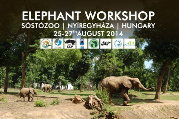 Elefánt Workshop Nyíregyházán