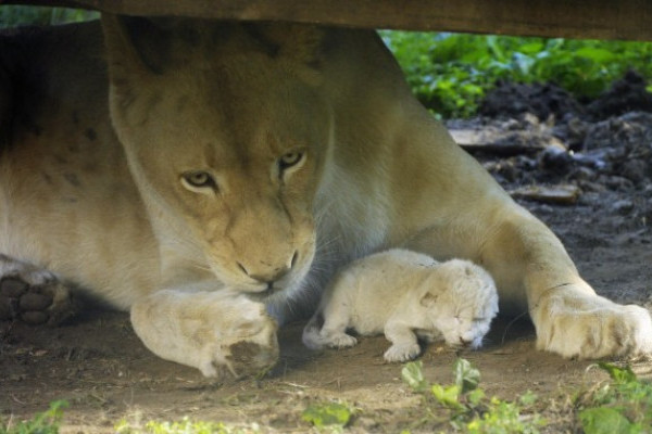 Tegnap késő délután, a látogatók előtt jött a világra  egy kis fehér oroszlán  