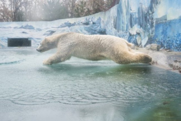 Megérkezett Fiete, az új jegesmedve fiú! 