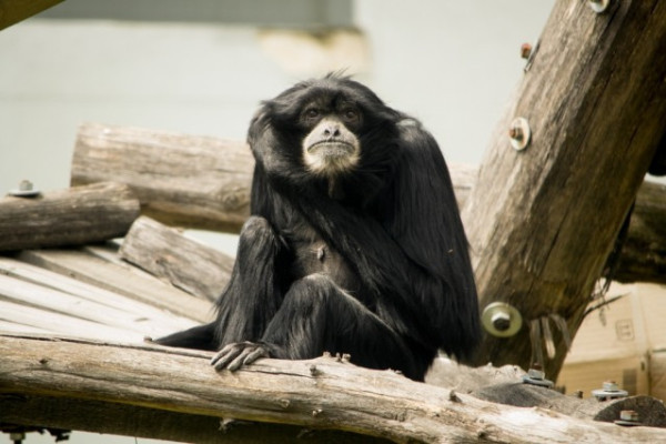 Nyíregyházán él Európa legidősebb sziamangja! 
