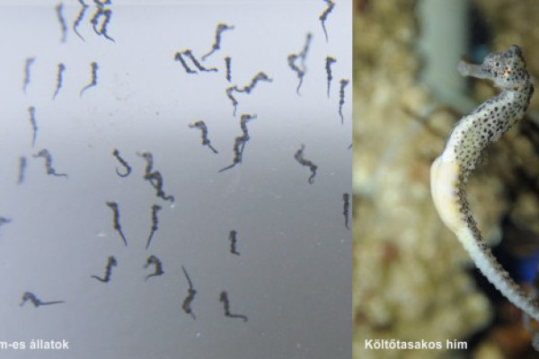 Hosszúorrú csikóhalak  (Hippocampus reidi) keltek ki Állatparkunk Ócenáriumában!