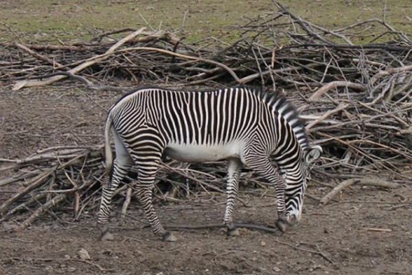 Feleségeket kapott Füles, az ország egyetlen grevy zebra hímje!