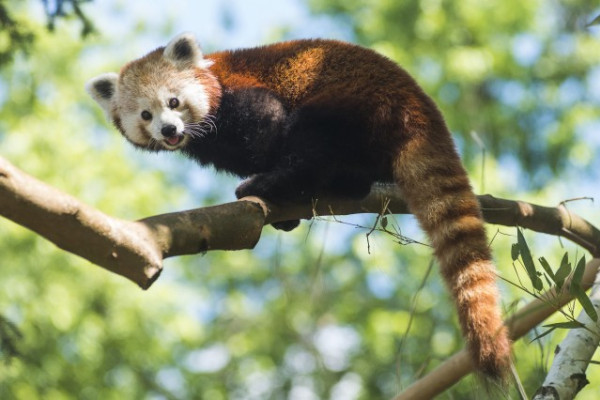 Kis panda a SóstóZoo-ban!