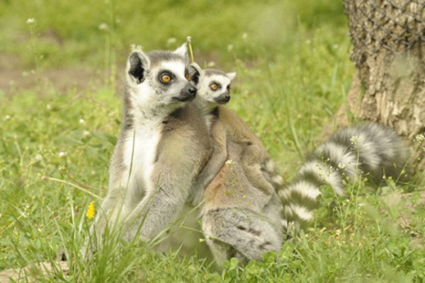 Gyűrűsfarkú maki paradicsom Nyíregyházán!