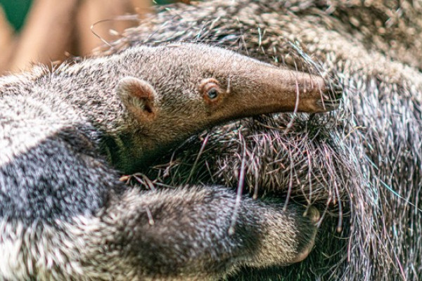 Sörényes hangyász született Állatparkunkban