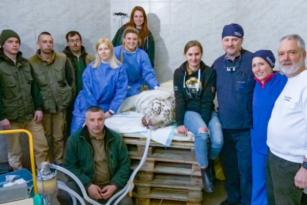 Nemzetközi szakemberekből álló állatorvosi csapat végzett beavatkozást Állatparkunk fehér tigrisén.