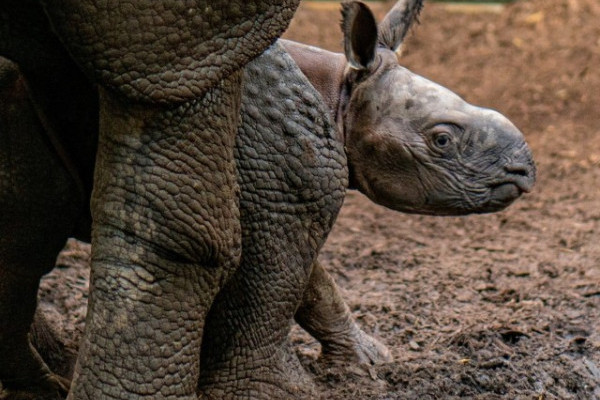 Indiai orrszarvú született Állatparkunkban