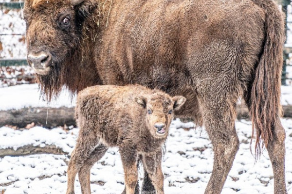 Európai bölényborjú született a Nyíregyházi Állatparkban