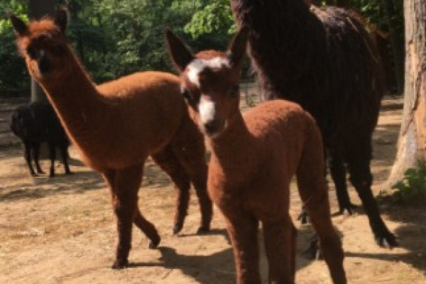 Különleges arcszőrzet mintája miatt, tréfás nevet kapott az 1 hetes alpakánk!
