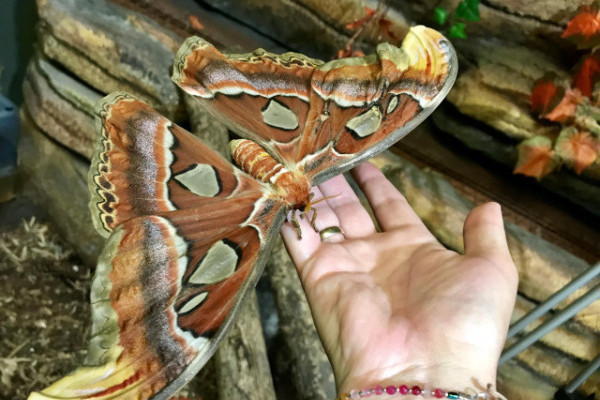 Kikelt a világ egyik legnagyobb lepkéje, az atlasz lepke