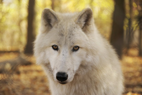 Utaznak a fehér farkasaink!