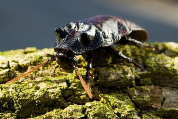Halloween a Nyíregyházi Állatparkban