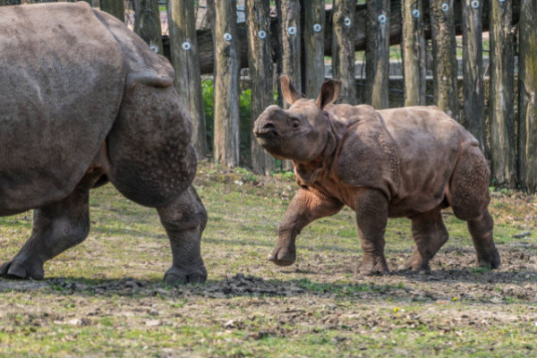Már látható a külső kifutóban is az ország egyetlen indiai orrszarvú bébije
