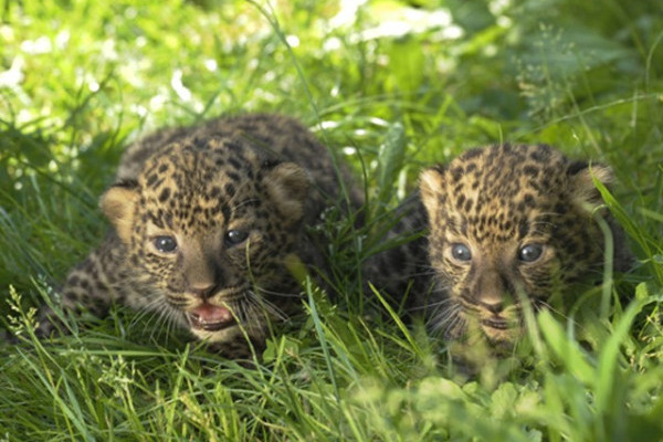 Családi örömök érték Állatparkunk afrikai leopárd párját!
