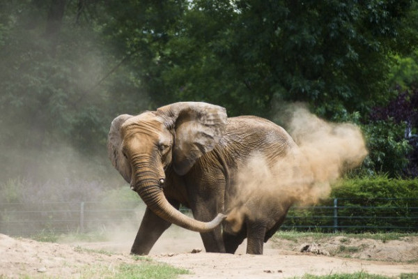 Ma van az Elefántok Világnapja!