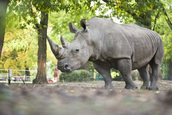 Az orrszarvúk világnapja