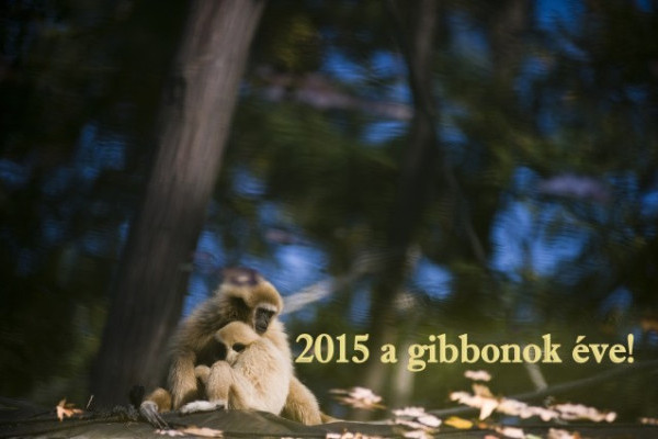 2015 a gibbonok éve!