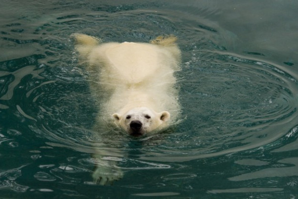 Február 27-e a Jegesmedvék Nemzetközi Világnapja. 