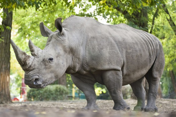 Állatságok-- avagy vélt vagy valós hiedelmek az állatokról.