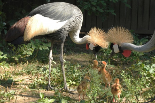 Koronásdaru fiókák az Állatparkban!