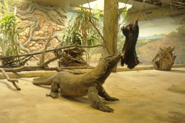 Így ebédel a sárkány!