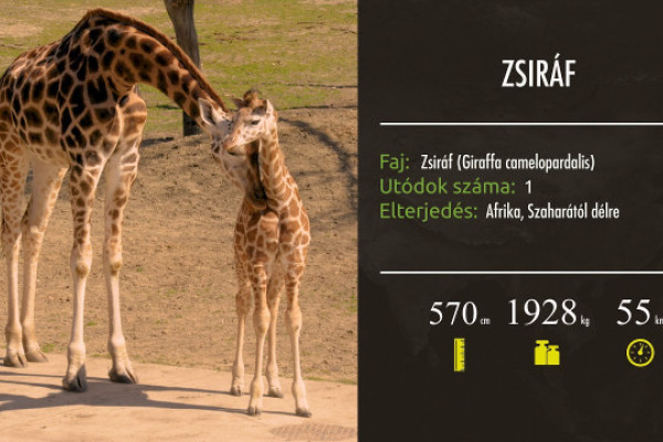 Hamarosan újabb részekkel jelentkezik a ZOO Tv