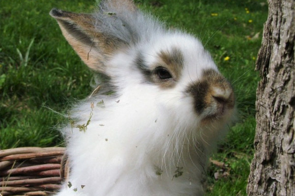 Ha nyuszi érkezett a házhoz...