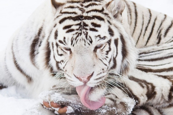 2011-es év értékelése