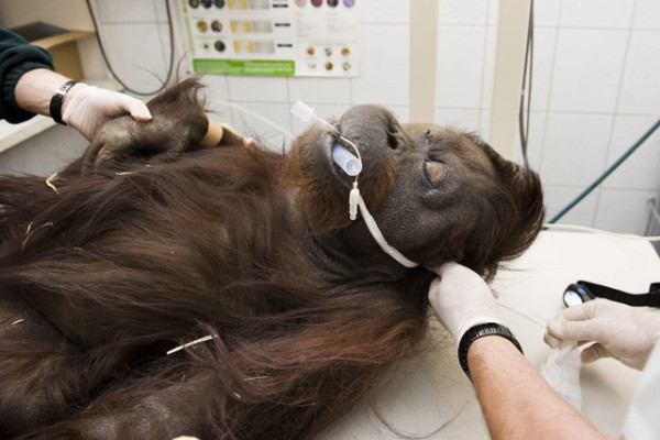 Orángután vizsgálat