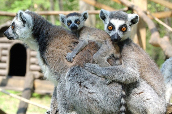 4 apróság született a gyűrűsfarkú maki családban!