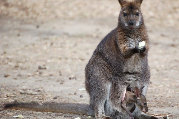 Óriási szaporulat a bennett kenguru csapatban!