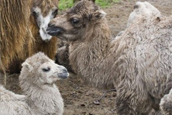 Hófehér tevecsikók születtek Állatparkunkban!