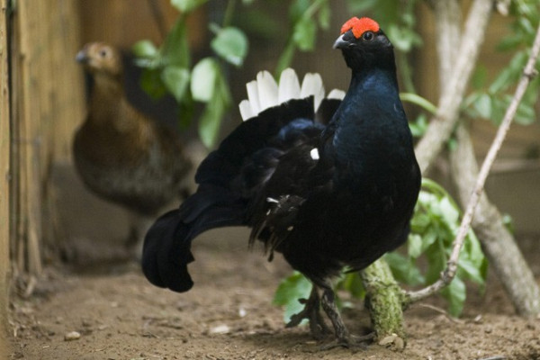 Nyírfajdot a Nyírségbe!