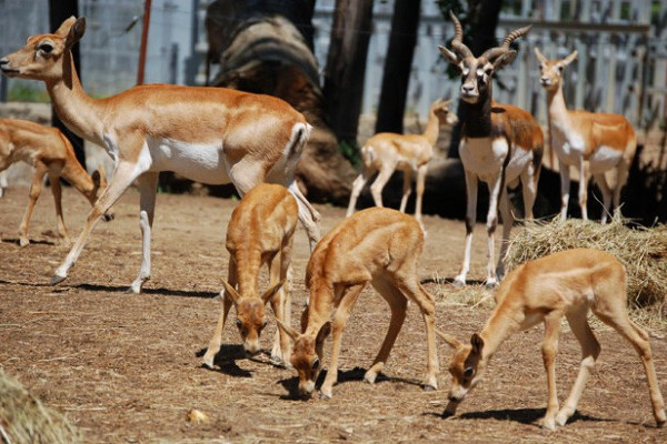 1 héten belül megduplázódott az indiai antilop állomány!