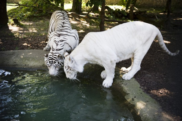 Három fehér tigrissel gazdagodott  Állatparkunk nagymacska gyűjteménye!