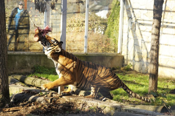 Zoológiai szenzáció Állatparkunkban! Maláj tigris a SóstóZoo-ban!