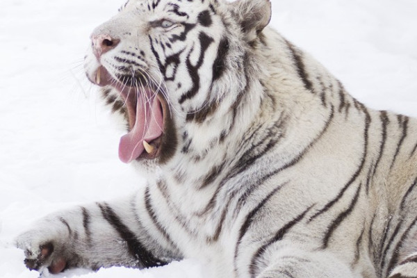 Lehullott a lepel, kiderült ki lett az év állata Állatparkunkban!