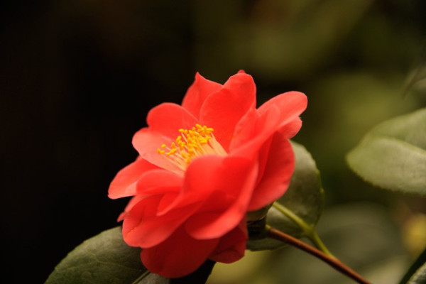 Virágot bontott a világ legdrágább virága!