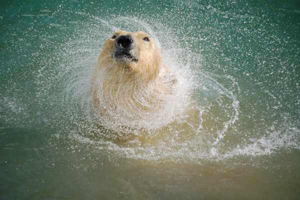 Jegesmedve nőstény érkezett az Állatparkba!