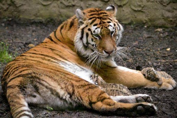 Nyilvános tigris nevelés Állatparkunkban