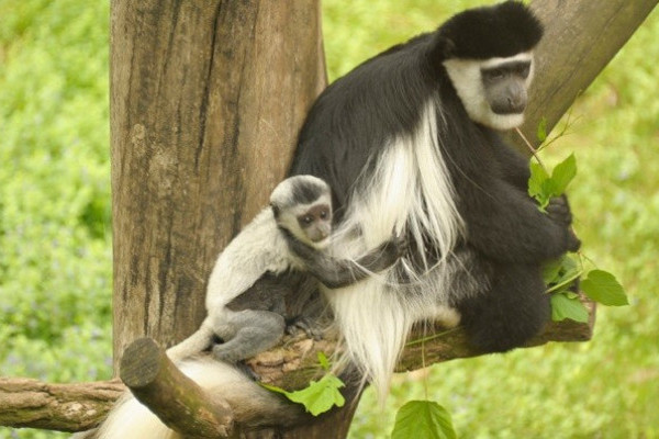 Szürkül a majom :)