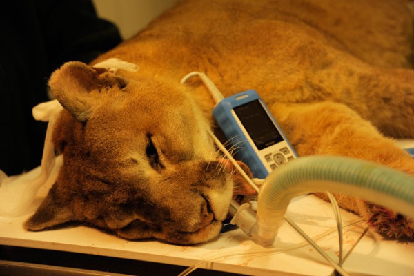 Pedikűr egy öreg puma lányon!