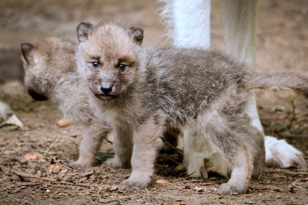 Kanadai fehérfarkas kölyök született  Állatparkunkban!