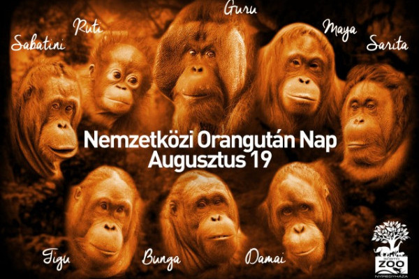 Augusztus 19--- Ma van az Orangutánok Világnapja!  