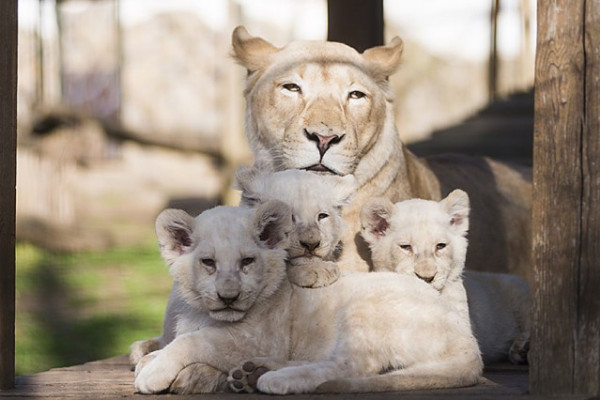 Bőséges volt a szaporulat 2017-ben!