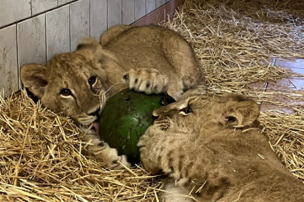 Társat kapott az Ukrajnából mentett kis oroszlán