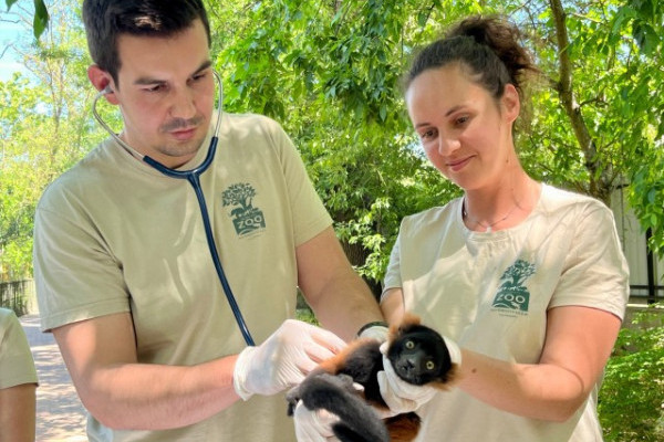 Vörös vari született Állatparkunkban