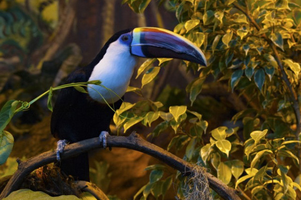 A Viktória ház egyik színpompás lakója, a fehértorkú tukán igazi őserdei hangulatot sugároz!   