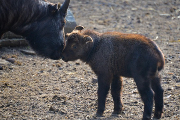 Mishmi takin borjú született ismét Állatparkunkban