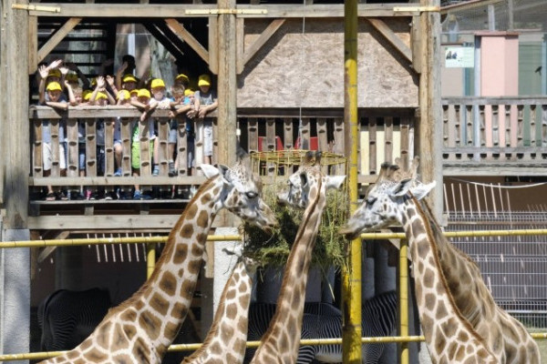 Idén is lesz ZooSuli!